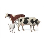 Domestic Animals 