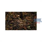 Forest-in-a-Pot - Dark Forest 
