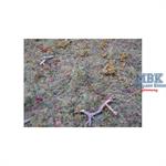 Nature-in-a-Pot - Wildgras Meadow Scatter 