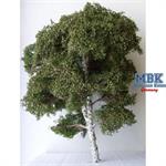 Moorbirke, ca.25cm, Sommer