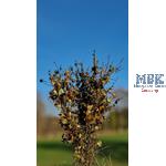 Busch-Heckenwerk 1/35-1/16 braun