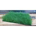 Sommer Gras DIN A6 3,6cm