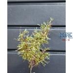 Tarnzweige Waldkiefer grün