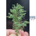 Tarnzweige Waldkiefer dunkelgrün