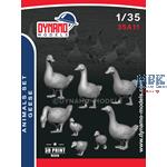 Animals Serie - Geese