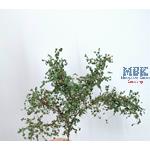 Tarnzweige Laub Dunkelgrün Braun camoufl. branches