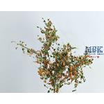 Tarnzweige Laub Dunkelbraun - Grün camo. branches