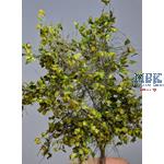 Tarnzweige Laub hellgrün gelb  camouflage branches