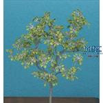 Lime Tree (1/35 scale)