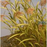 Reed Canary Grass (1/35)