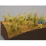 Weed, Foxtail Grass (1/35)