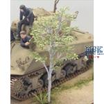 White Birch (1/35)