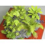 Jungle Plant