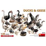 Ducks & Geese