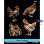 Hens & Rooster