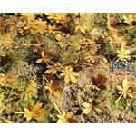 Trockene Kastanienblätter / Dry chestnut leaves