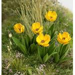 Tulpen / Tulips 1/35