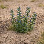 Natternkopf - Viper's bugloss 1:35
