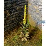 Königskerze / Mullein  (1:35)