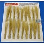 Tufts reeds-dry  / Reetgras - Trocken