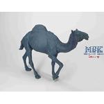 Walking camel (Dromedary)