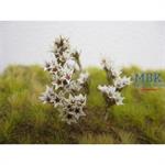 Small White-Red Natural Flowers