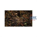 Forest-in-a-Pot - Dark Forest Forest-in-a-Pot - Dark Forest