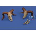 Mufflon Schädel / Skulls 1:35  3d printed