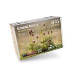 Blooming Thistles / Blühende Disteln