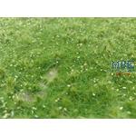 Wildwuchs, niedrig, Sommer