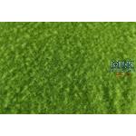 Wiese, kurz, Frühling