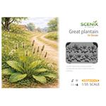 Great Plantain / Wegerich