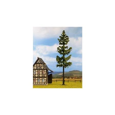Fichte, Hochstamm 24 cm