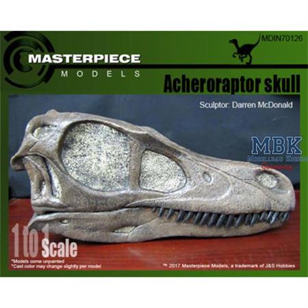 Acheroraptor Skull/ Acheroraptor Schädel 1:1