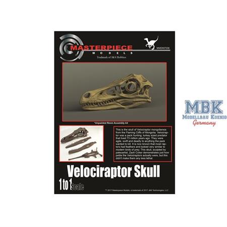 Velociraptor Skull/ Velociraptor Schädel 1:1