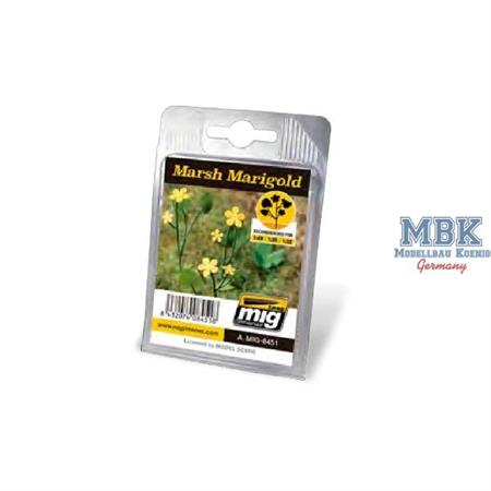 Marsh Marigold / Sumpfdotterblume