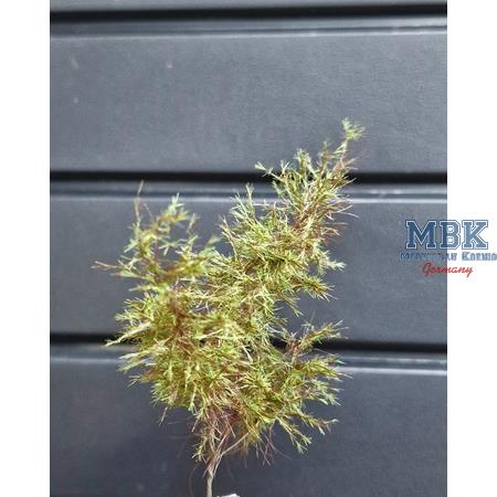 Tarnzweige Waldkiefer grün