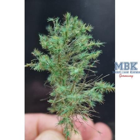 Tarnzweige Waldkiefer dunkelgrün