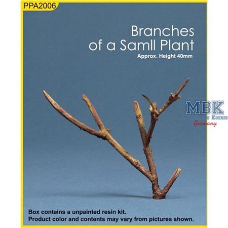Branches of a small plant