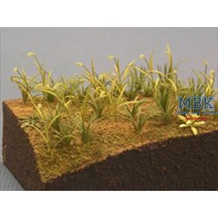 Weed, Foxtail Grass (1/35)