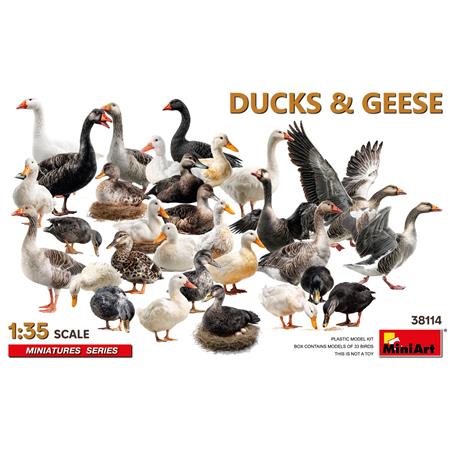 Ducks & Geese