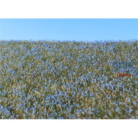 Blühendes Flachsfeld / Blooming Flax Field
