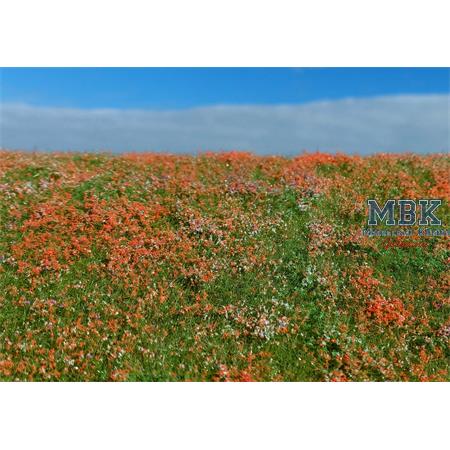 Blühende Wiese Mohnblumen/Blooming meadow Poppies
