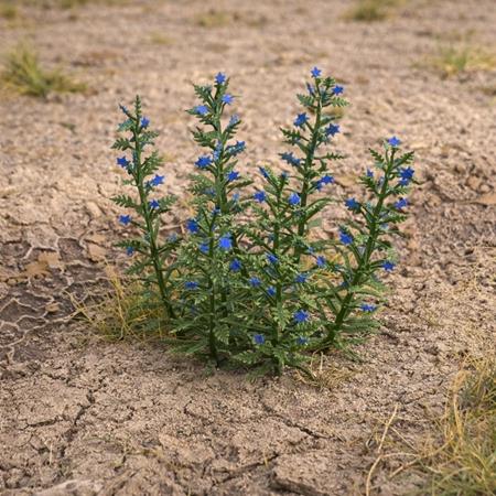 Natternkopf - Viper's bugloss 1:35