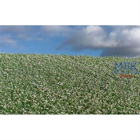 Blühendes Mohnfeld/ Blooming poppy field 29x19