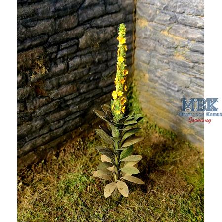 Königskerze / Mullein  (1:35)