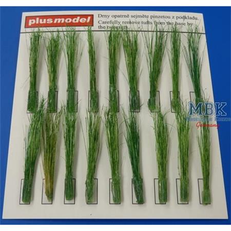 Tufts reeds-green  / Reetgras - Grün