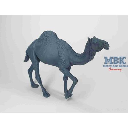Walking camel (Dromedary)