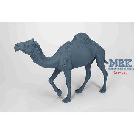 Walking camel (Dromedary)