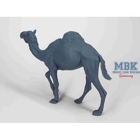 Walking camel (Dromedary)